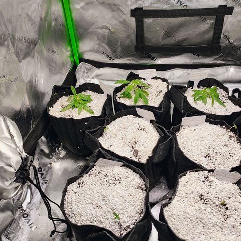 Buddha Sess growlog timeline photo