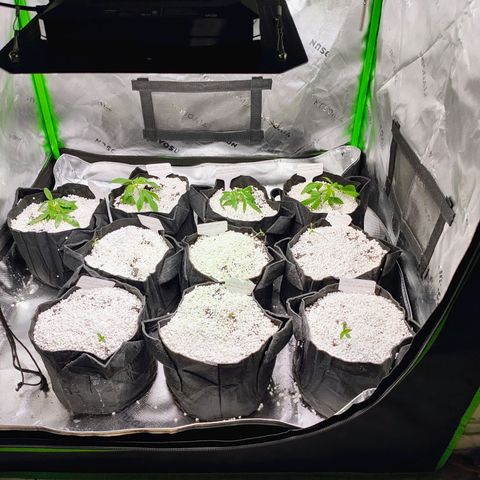 Buddha Sess growlog timeline photo