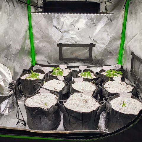 Buddha Sess growlog timeline photo
