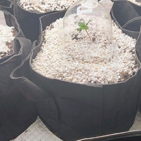 Cherry Pie x Girl Scout Cookies Extreme  growlog timeline photo