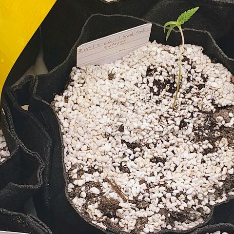 Runtz x Girl Scout Cookies Extreme  growlog timeline photo