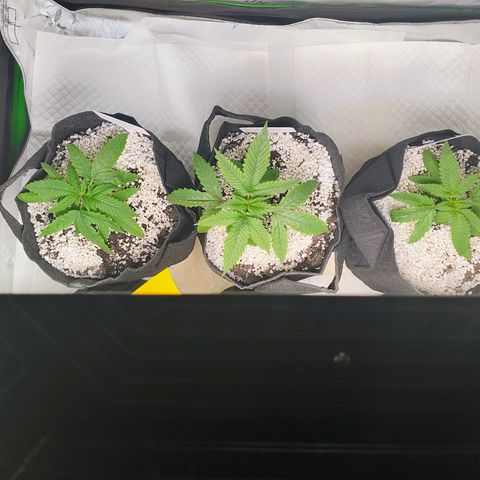 Buddha Sess growlog timeline photo
