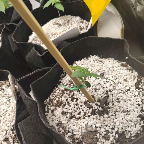 Cherry Pie x Girl Scout Cookies Extreme  growlog timeline photo