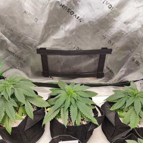 Buddha Sess growlog timeline photo