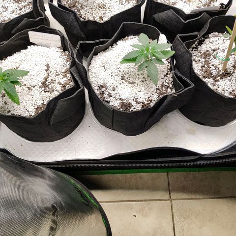 Cherry Pie x Girl Scout Cookies Extreme  growlog timeline photo