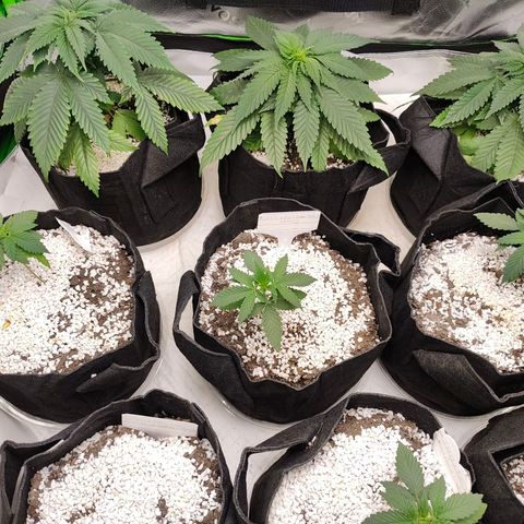 Runtz x Girl Scout Cookies Extreme  growlog timeline photo