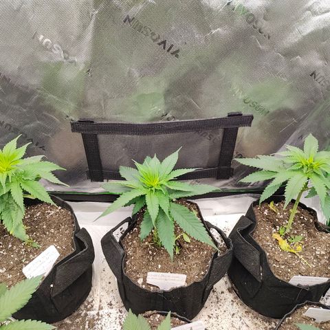 Buddha Sess growlog timeline photo