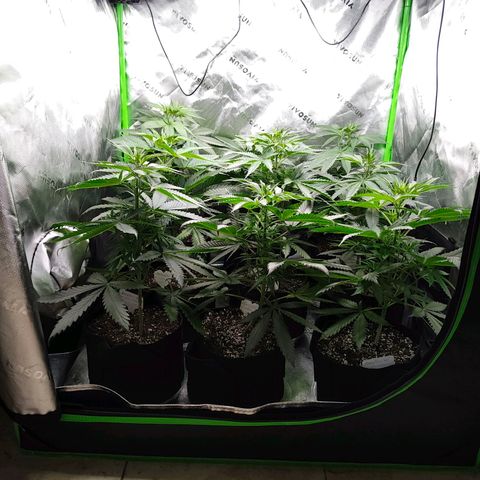 Runtz x Girl Scout Cookies Extreme  growlog photo: The tent with all 9 plants 