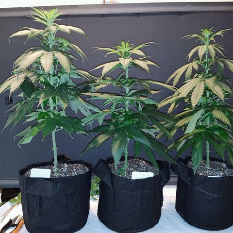 Buddha Sess growlog photo: Before trim
