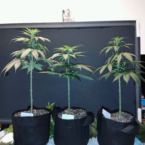 Buddha Sess growlog photo: After trim