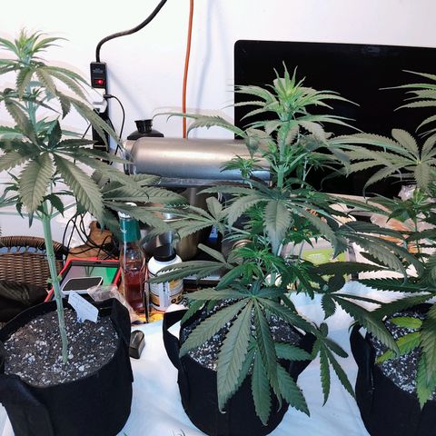 Cherry Pie x Girl Scout Cookies Extreme  growlog photo: Before trim