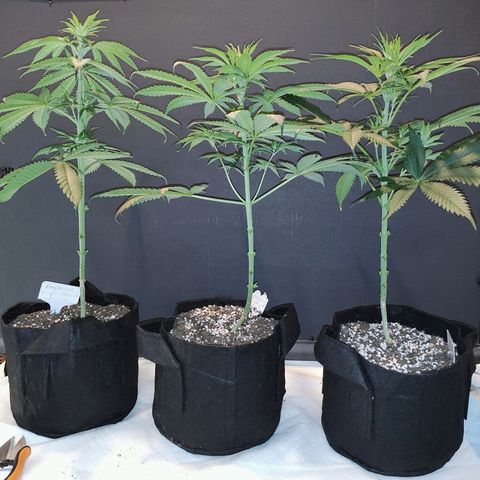Cherry Pie x Girl Scout Cookies Extreme  growlog photo: After trim