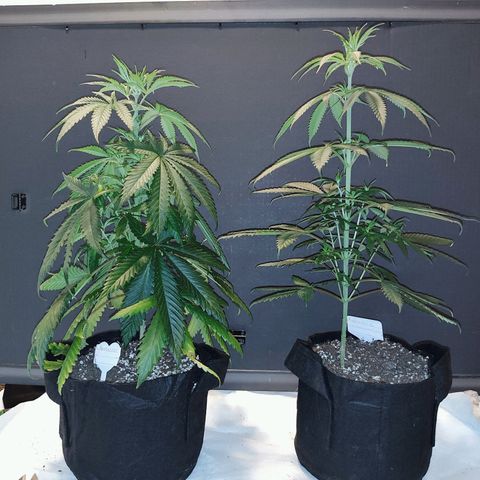 Runtz x Girl Scout Cookies Extreme  growlog photo: Before trim