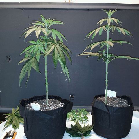 Runtz x Girl Scout Cookies Extreme  growlog photo: After trim