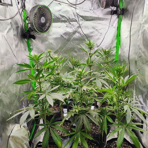 Runtz x Girl Scout Cookies Extreme  growlog photo: The girls are growing 
