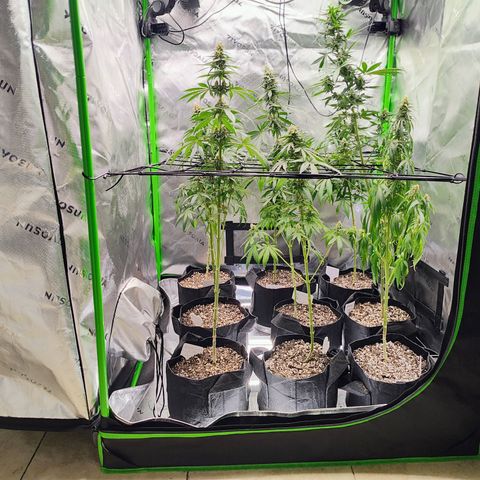 Runtz x Girl Scout Cookies Extreme  growlog timeline photo