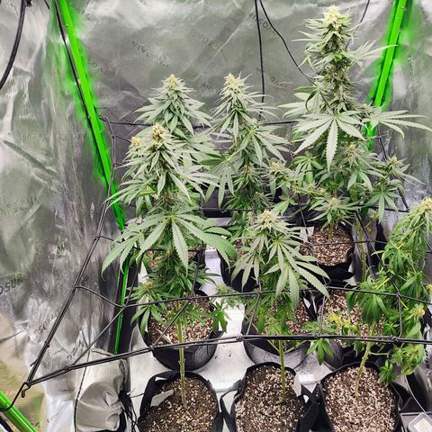 Runtz x Girl Scout Cookies Extreme  growlog timeline photo