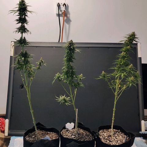 Cherry Pie x Girl Scout Cookies Extreme  growlog photo: Took off some remaining leaves pre trimming before harvesting.