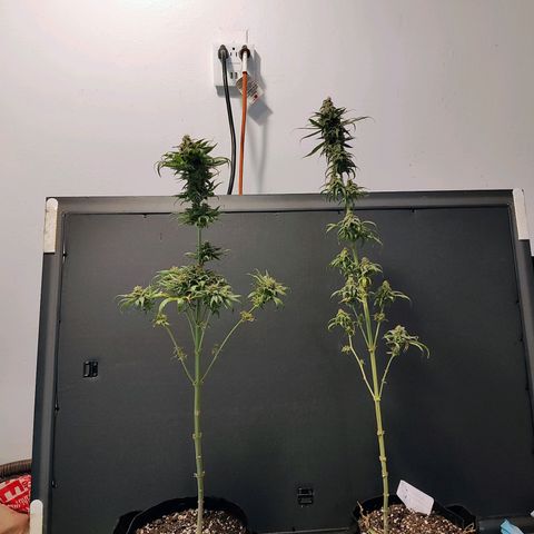 Runtz x Girl Scout Cookies Extreme  growlog photo: Trimmed up some leaves before harvesting 