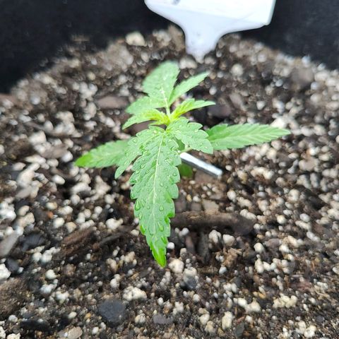 Wedding Cake Automatic growlog timeline photo