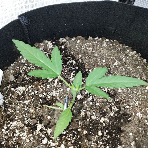 Wedding Cake Automatic growlog timeline photo