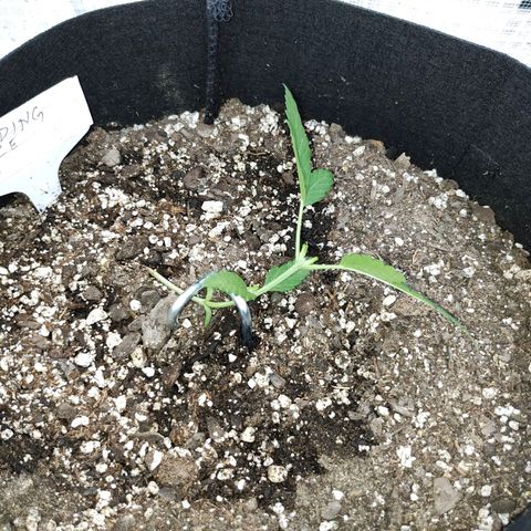 Wedding Cake Automatic growlog photo: Added plant peg to train plant