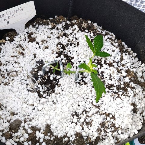 Wedding Cake Automatic growlog timeline photo