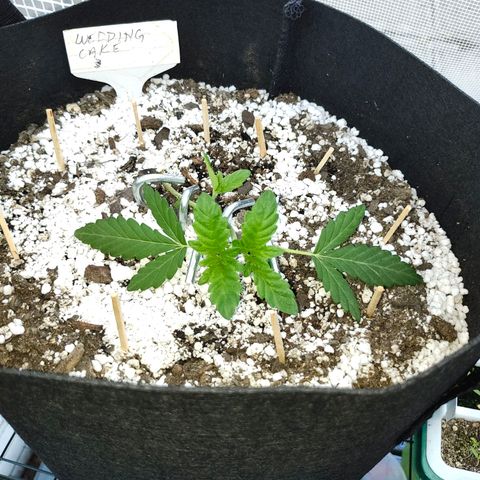 Wedding Cake Automatic growlog timeline photo