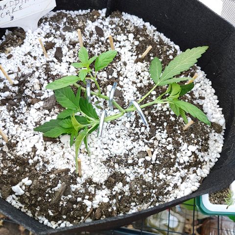 Wedding Cake Automatic growlog timeline photo