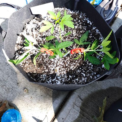 Wedding Cake Automatic growlog photo: Added training clips to plant yo spread out