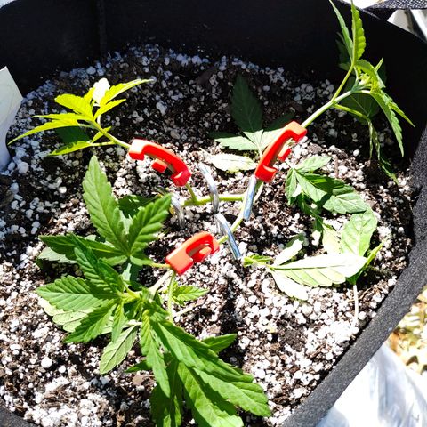 Wedding Cake Automatic growlog photo: Trimmed up lower leaves added a 3rd training clip