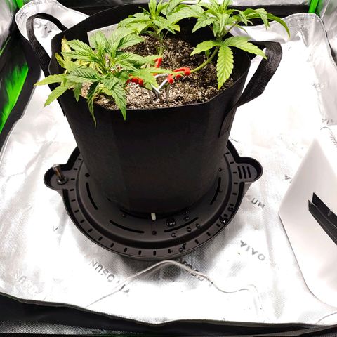 Wedding Cake Automatic growlog timeline photo