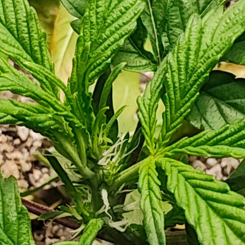 Wedding Cake Automatic growlog timeline photo