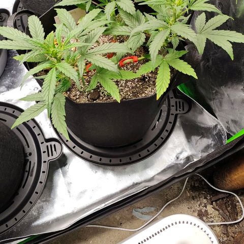 Wedding Cake Automatic growlog timeline photo