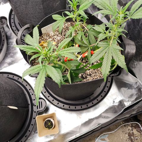 Wedding Cake Automatic growlog timeline photo