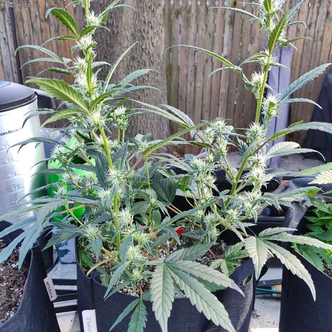 Wedding Cake Automatic growlog timeline photo