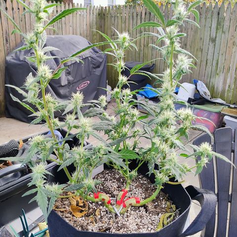 Wedding Cake Automatic growlog photo: Before and after defoliation 