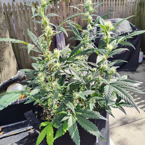 Wedding Cake Automatic growlog photo: Before and after defoliation 