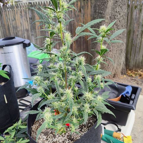 Wedding Cake Automatic growlog photo: Before and after defoliation 