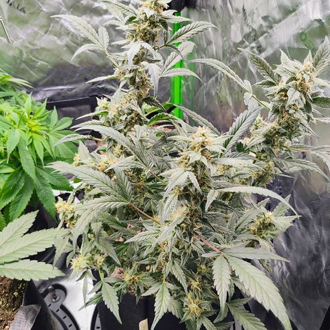 Wedding Cake Automatic growlog timeline photo