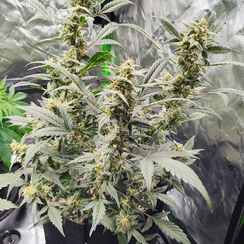 Wedding Cake Automatic growlog timeline photo