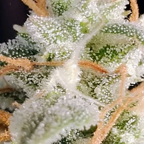 Wedding Cake Automatic growlog timeline photo