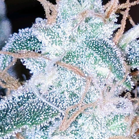 Wedding Cake Automatic growlog timeline photo
