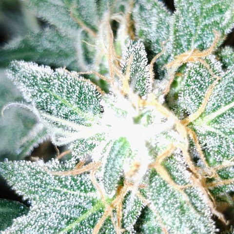 Wedding Cake Automatic growlog timeline photo