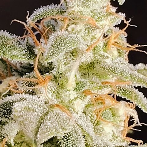 Wedding Cake Automatic growlog timeline photo