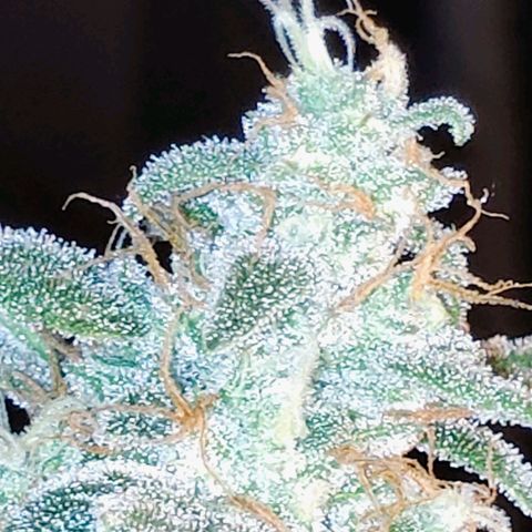 Wedding Cake Automatic growlog timeline photo