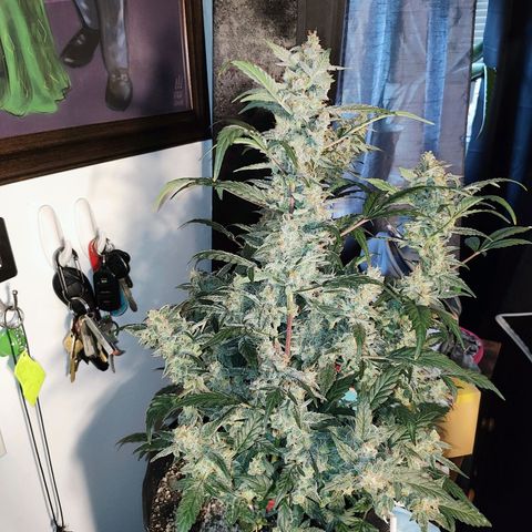 Wedding Cake Automatic growlog timeline photo