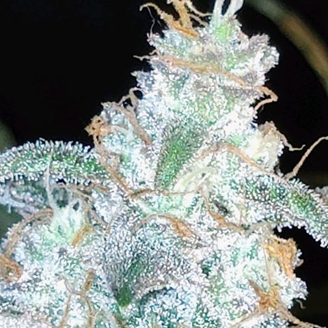 Wedding Cake Automatic growlog timeline photo