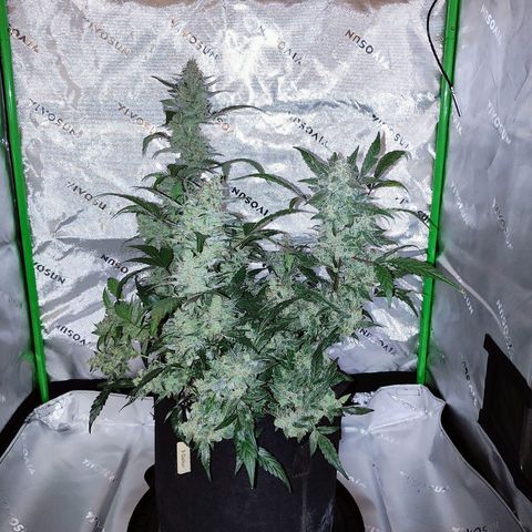 Wedding Cake Automatic growlog timeline photo