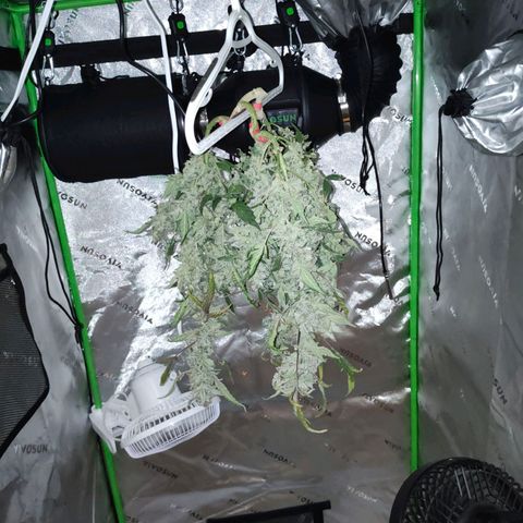 Wedding Cake Automatic growlog timeline photo